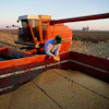 Farmer harvesting corn