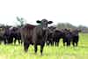 How Proposed Legislation Would Micromanage Beef Markets