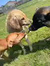 a group of dogs playing in the grass