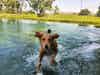 How Waggin’ Tails Pet Ranch Creates a Spring Break Getaway for Pets